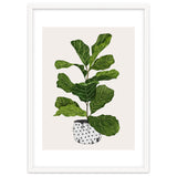 Fiddle Leaf Fig Tree Plant thumbnail
