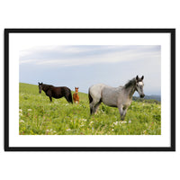 Equine Family