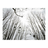 Bare trees in the winter sky (Print Only) thumbnail