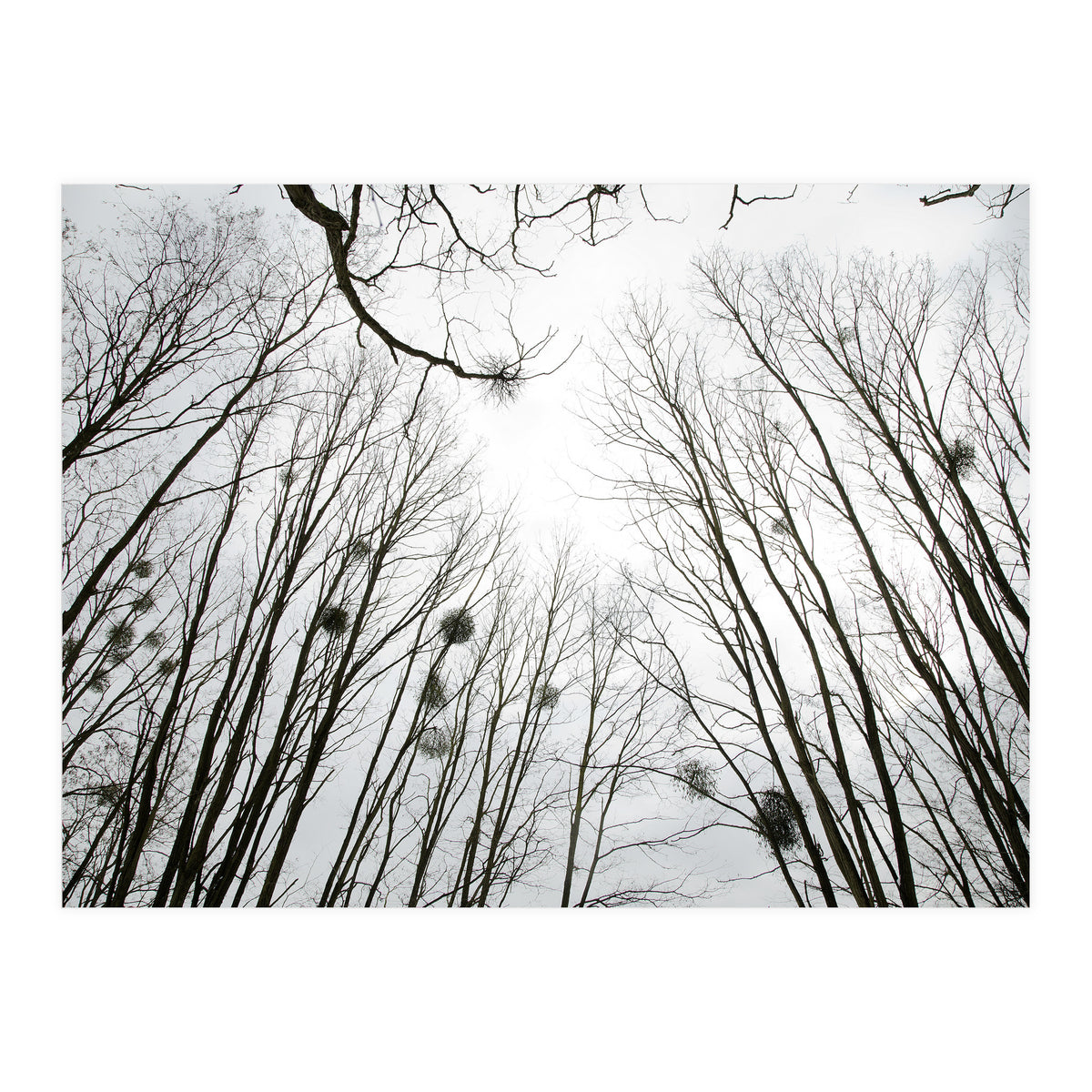 Bare trees in the winter sky (Print Only)