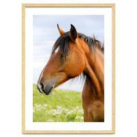 Horse Portrait