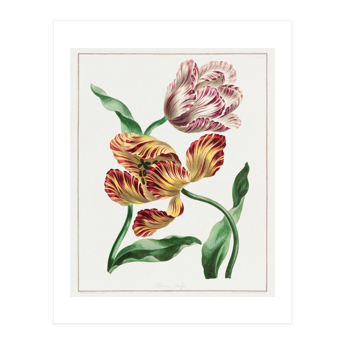 John Edwards – Various Tulips (1791) (Print Only)