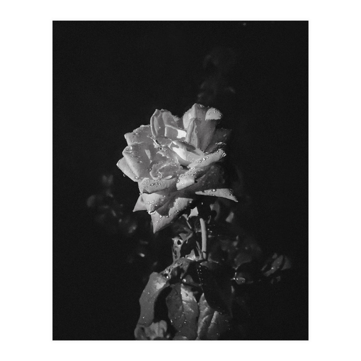 Romantic | Black & White (Print Only)