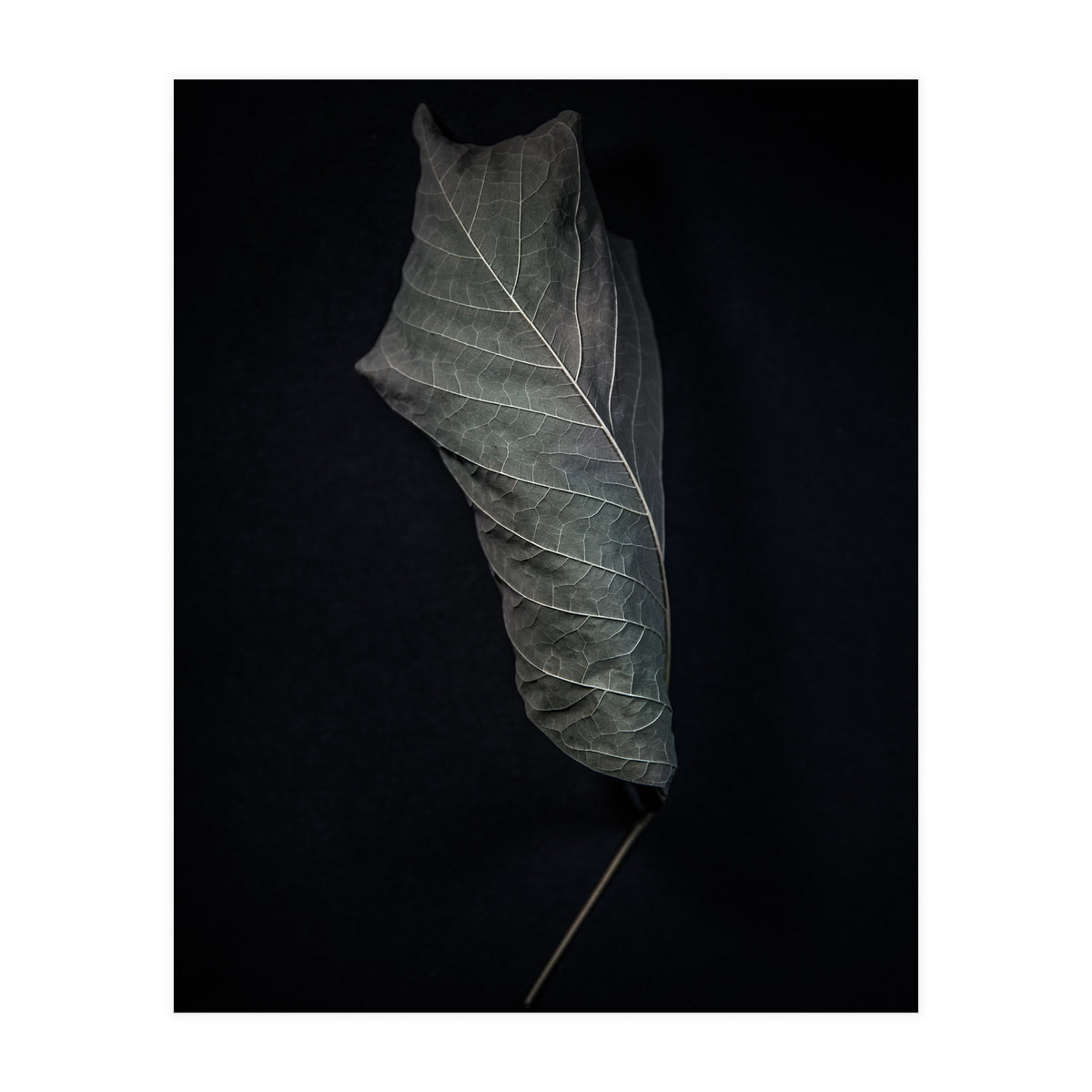 Leaves No 3 Color Version (Print Only)