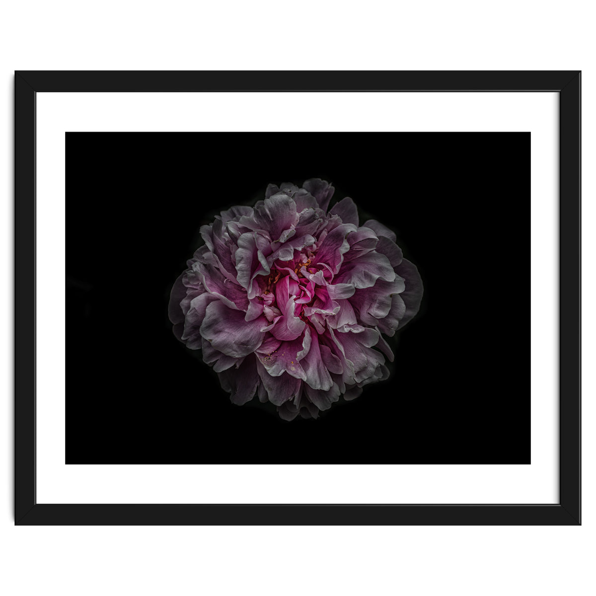 Backyard Flowers No 116 Color Version