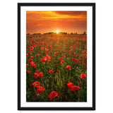 Poppies At Sunset thumbnail