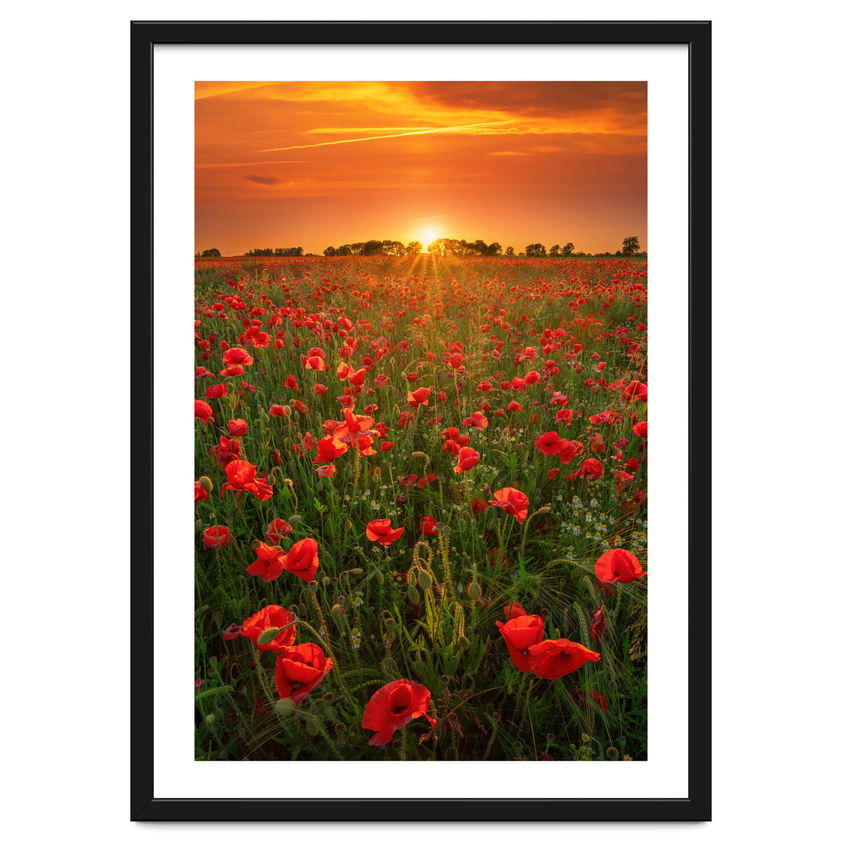 Poppies At Sunset