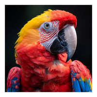 Scarlet Macaw Parrot Headshot Vibrant Colors (Print Only)