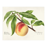 Royal Charles Steadman – Peach Twig (Prunus persica) (1918) (Print Only) thumbnail