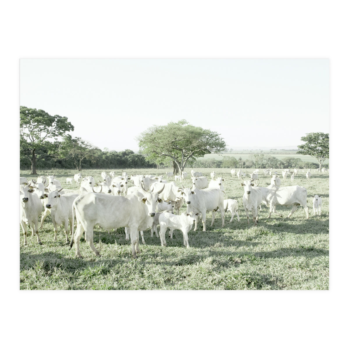 LIVING TOGETHER - WHITE COWS FAMILY (Print Only)