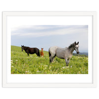 Equine Family