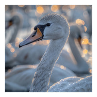 Majestic Swan Close Up With Water Droplets (Print Only)
