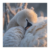 Close Up Of A Swan Covered In Frost And Dew (Print Only) thumbnail