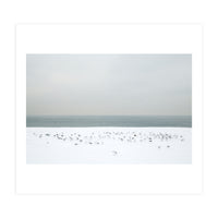 Seagulls in the winter snow beach (Print Only)