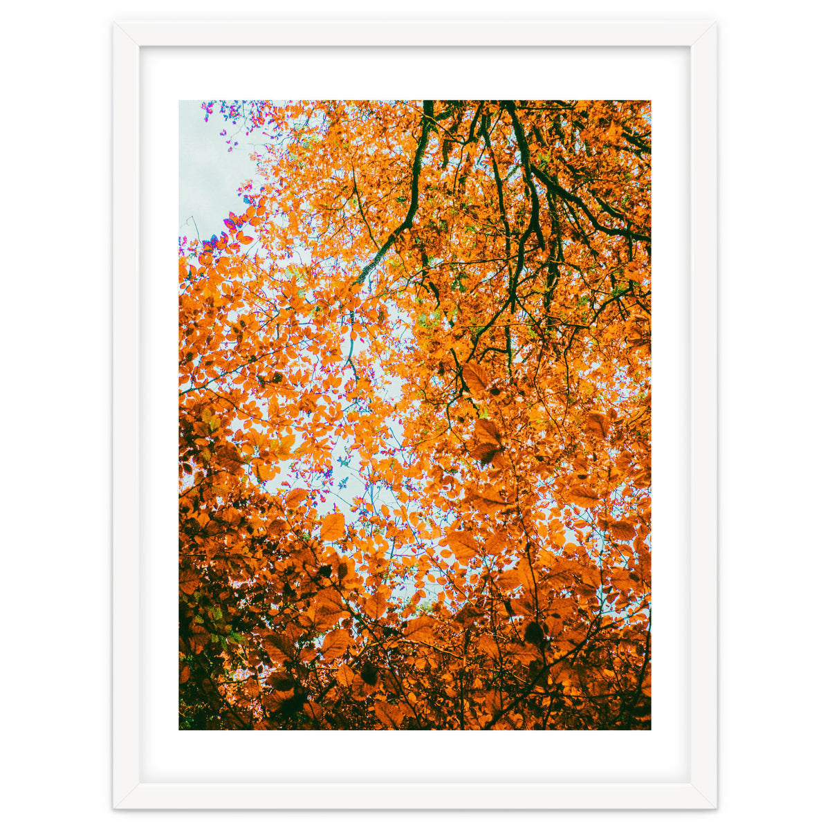 Autumn Leaves