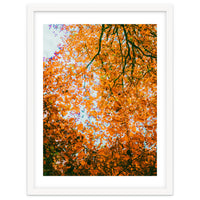Autumn Leaves