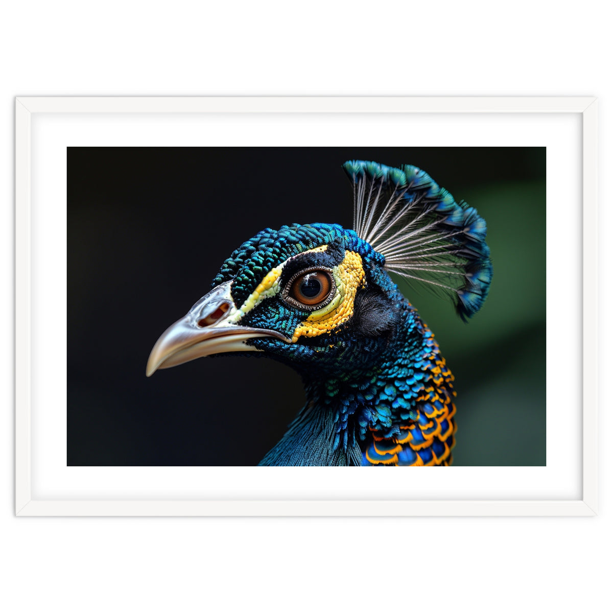 Close-up of a Peacock’s Head