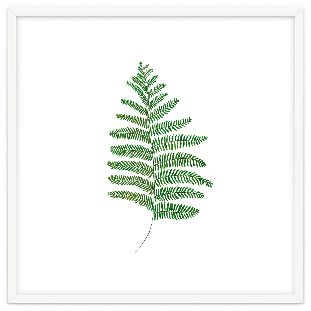 Fern