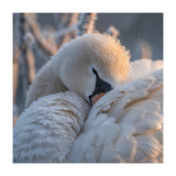 Close Up Of A Swan Covered In Frost And Dew (Print Only) thumbnail