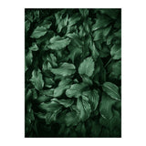 New Foliage Green Ii (Print Only) thumbnail