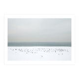 Seagulls in the winter snow beach (Print Only) thumbnail