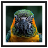 Blue And Gold Macaw Face Focused Portrait thumbnail