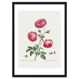 John Edwards – Larger Provence Rose (1770–1775) thumbnail