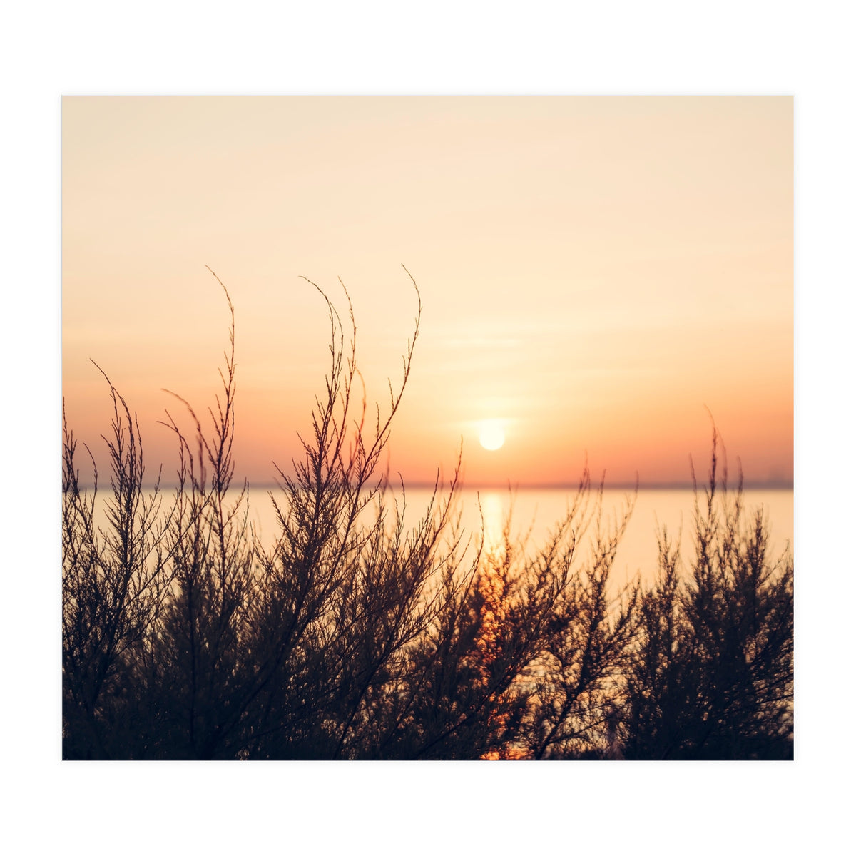 Orange Heatwave 2 (Print Only)