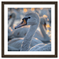 Majestic Swan Close Up With Water Droplets