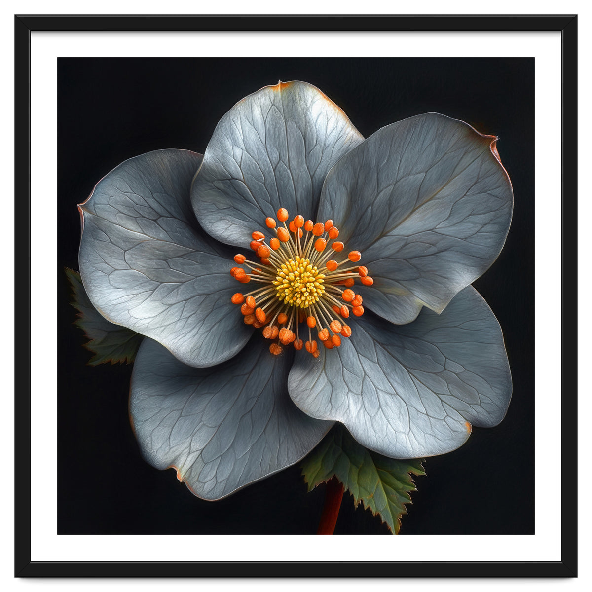 Hellebore | Silver Magic