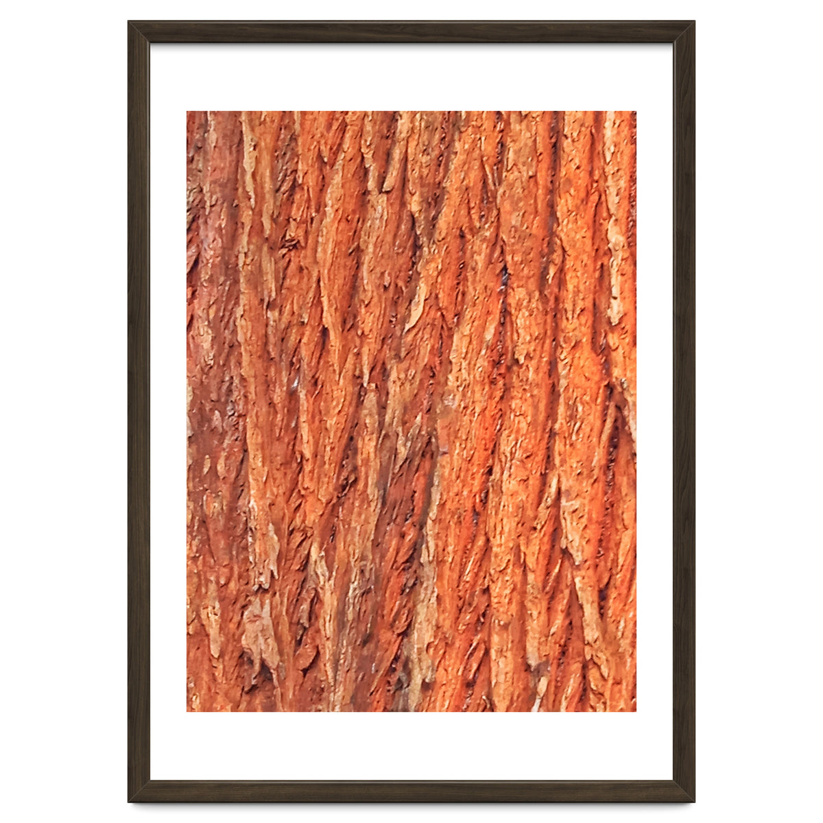 Tree Bark