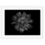 Backyard Flowers In Black And White 22 thumbnail
