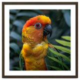 Close Up Of A Colorful Sun Conure Parrot thumbnail