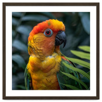 Close Up Of A Colorful Sun Conure Parrot
