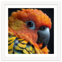 Close Up Of A Sun Conure Parrot's Head