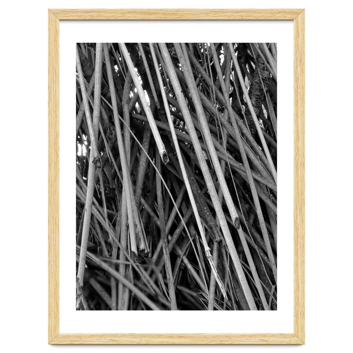 Black Tectorius Plant Shoots Art