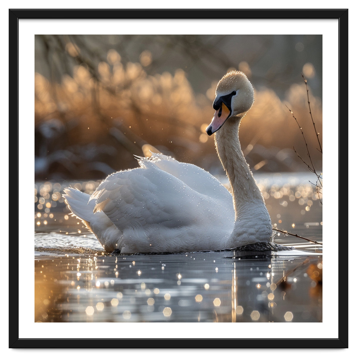 Majestic Swan On Calm Water During Sunset Nature Scene