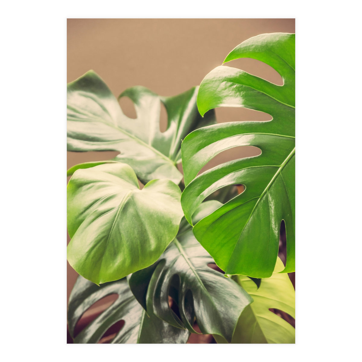 Monstera Mix (Print Only)