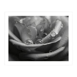 Ethereal Monochromatic Rose Petal Macro (Print Only) thumbnail