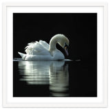 Elegant Swan Floating Gracefully On Dark Water thumbnail