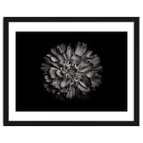 Backyard Flowers In Black And White No 79 thumbnail