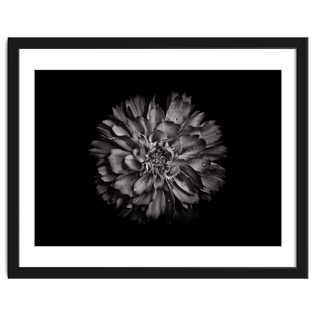 Backyard Flowers In Black And White No 79