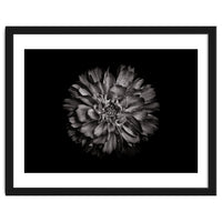 Backyard Flowers In Black And White No 79