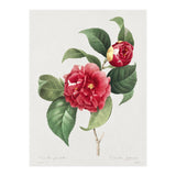 Pierre-Joseph Redouté – Finest Flowers and Fruits (1833) (Print Only) thumbnail