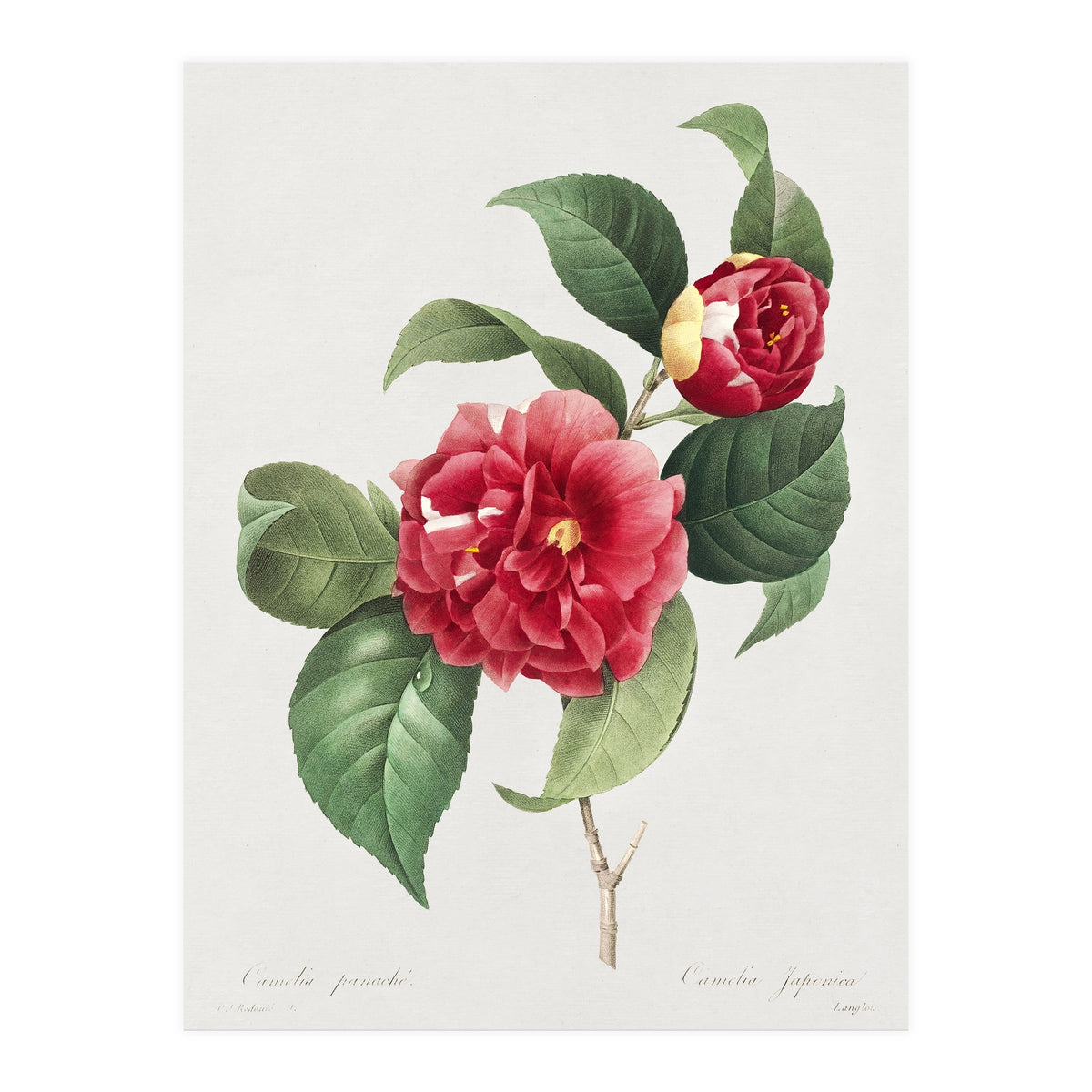 Pierre-Joseph Redouté – Finest Flowers and Fruits (1833) (Print Only)