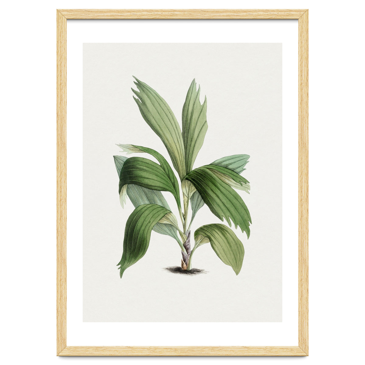 Areca Palm (Hand Drawn Botanical Illustration)
