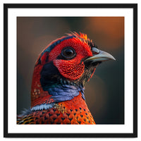 Close Up Pheasant Bird