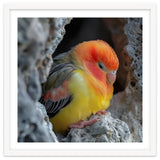 Cute Lovebird Perched On A Rock In A Cave thumbnail