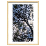 Tree from below thumbnail