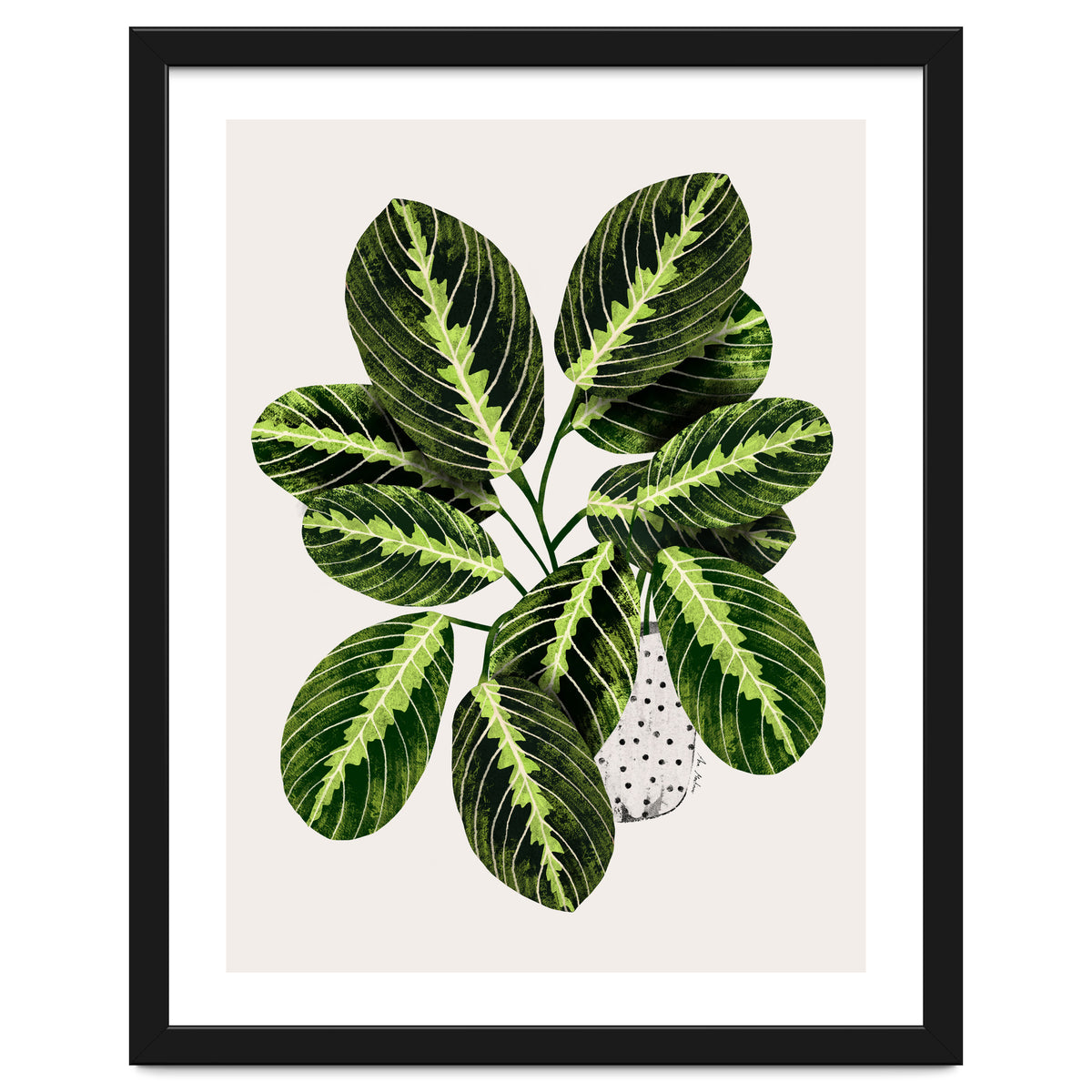 Maranta Plant
